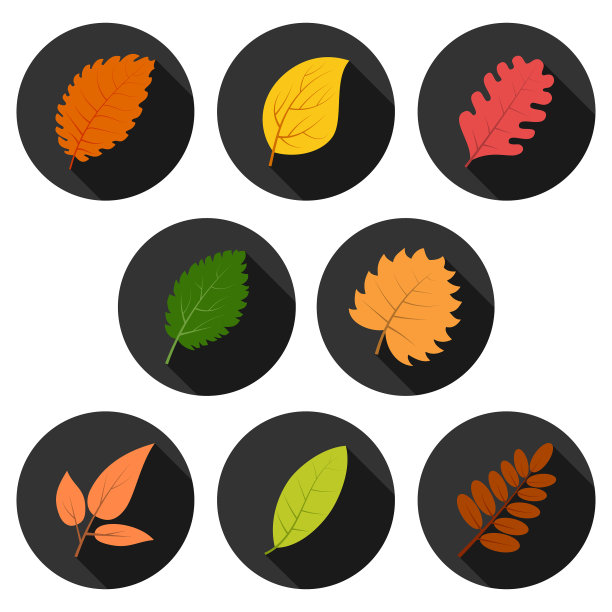 八片秋叶在阴影中绕圈图片下载
