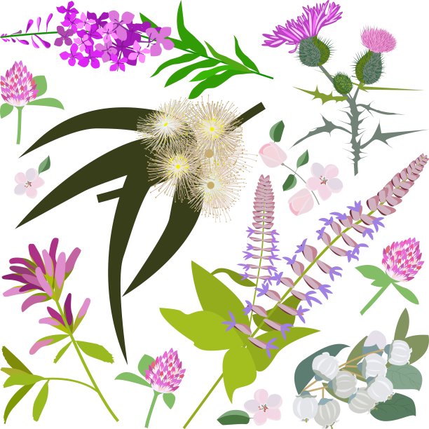 一套画野花图片下载