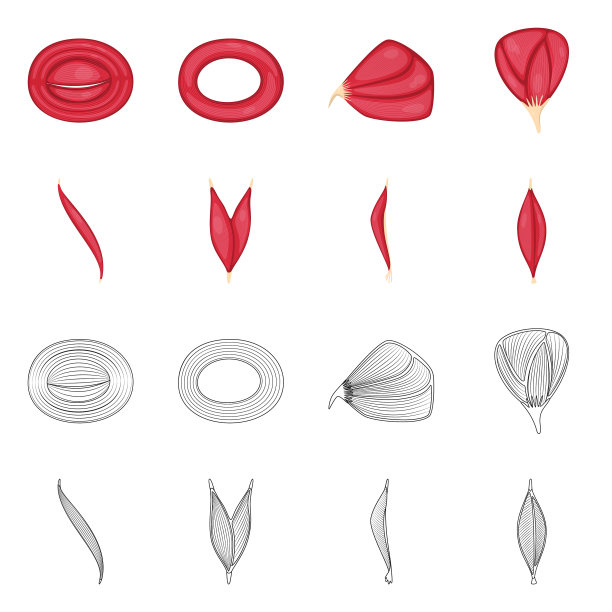 设计纤维和肌肉的标志集图片下载