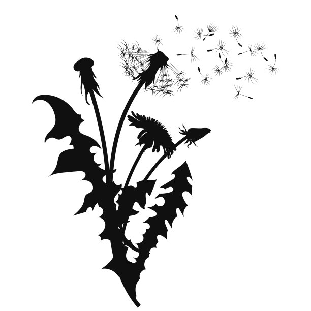 一个蒲公英的剪影与飞舞的种子黑色图片下载