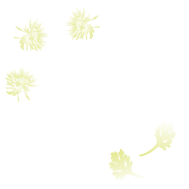 白菊花和白叶图片下载