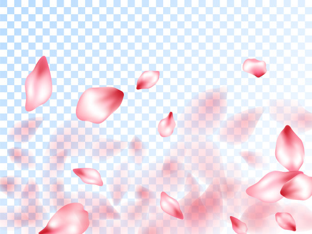 透明背景上的日本樱花花瓣图片下载