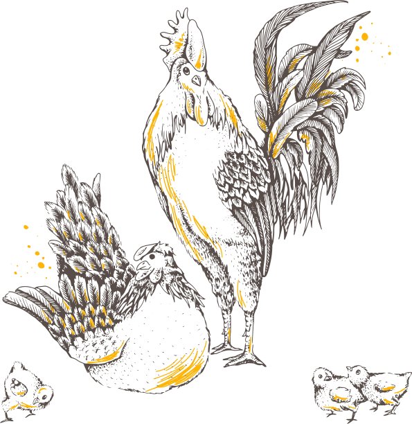 鸡鸟家庭日图片下载