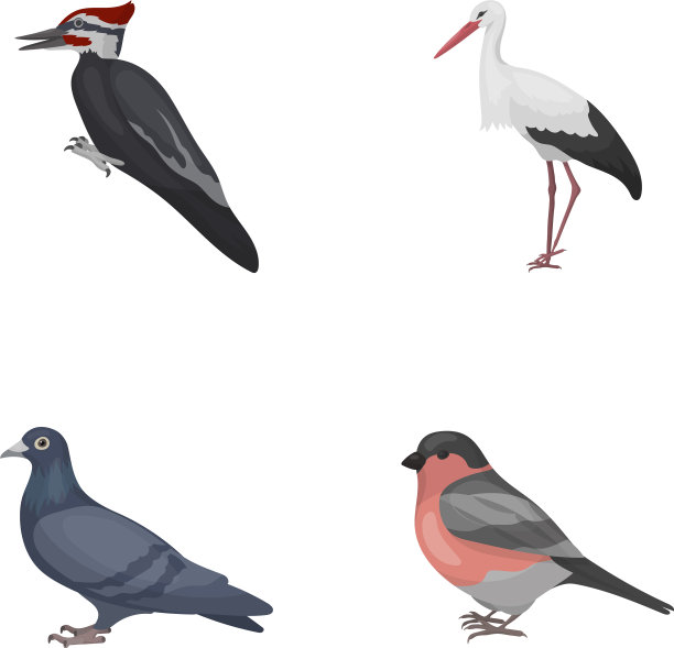 啄木鸟等鸟类集合图片下载