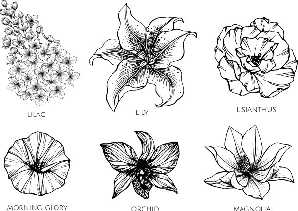 一套花画图片下载
