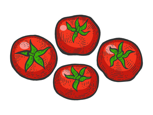 番茄彩色素描版画图片下载