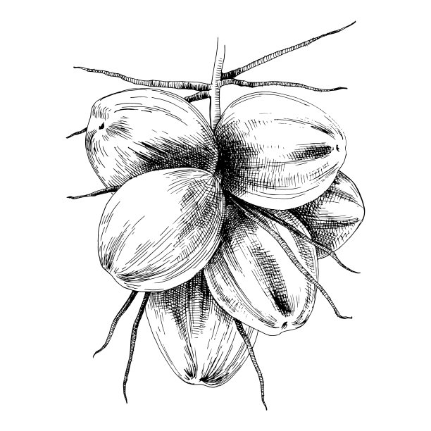 一些绿色的椰子图片下载