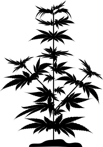 灌木大麻黑色剪影灌木大麻图片下载