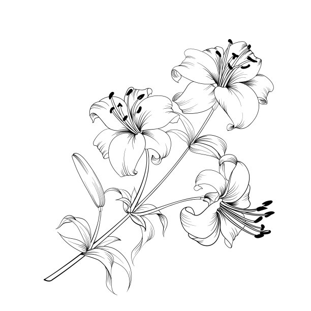 盛开的百合图片下载