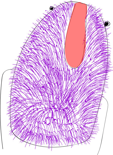 毛茸茸的紫色动物或颜色图片下载