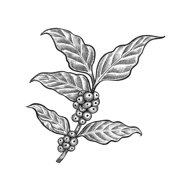 咖啡叶图片下载