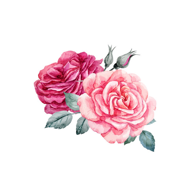水彩玫瑰组成图片下载