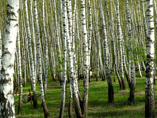 春天绿油油的白桦林。春天有绿叶的桦树林图片下载