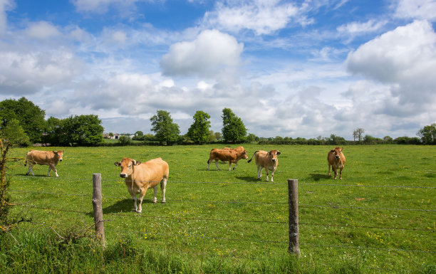 法国宜人的乡村风景——蔚蓝的天空中可爱的积云和略带攻击性的棕色公牛图片下载
