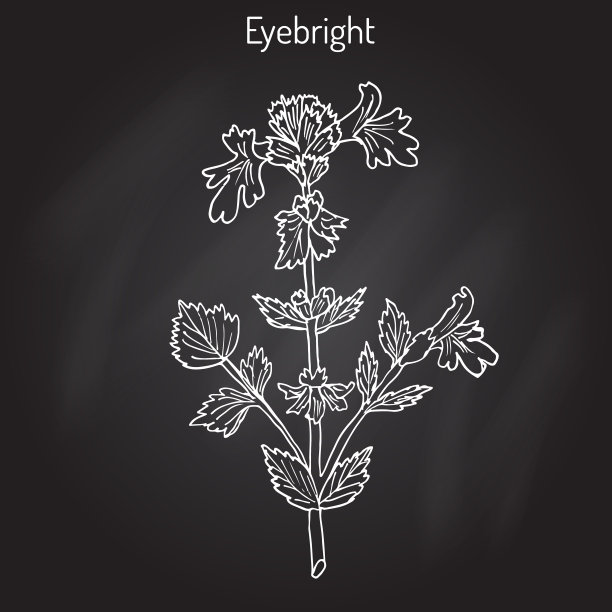 Eyebright或euphrasia rostkoviana图片下载