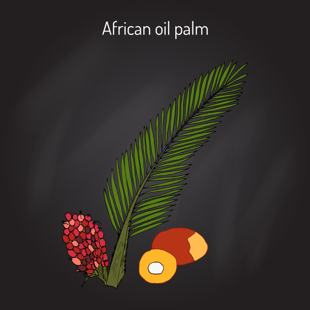 非洲油棕几内亚榄或金刚鹦鹉脂图片下载