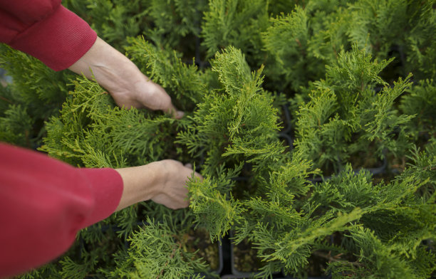 年轻女子花店老板，手里拿着一株植物。常青树幼苗在一个小盆出售。检查市场上的植物图片下载