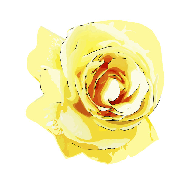 黄色玫瑰孤立在白色上图片下载