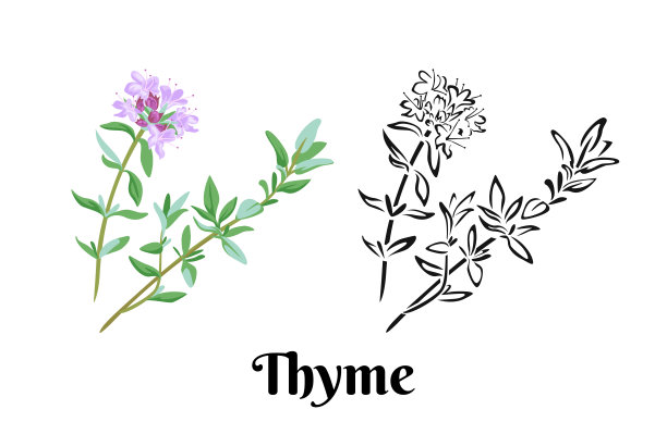 百里香枝，花和叶孤立在白色背景上。矢量彩色插图盛开的药用和烹饪植物在卡通平面风格和黑白轮廓。草药图标。图片下载