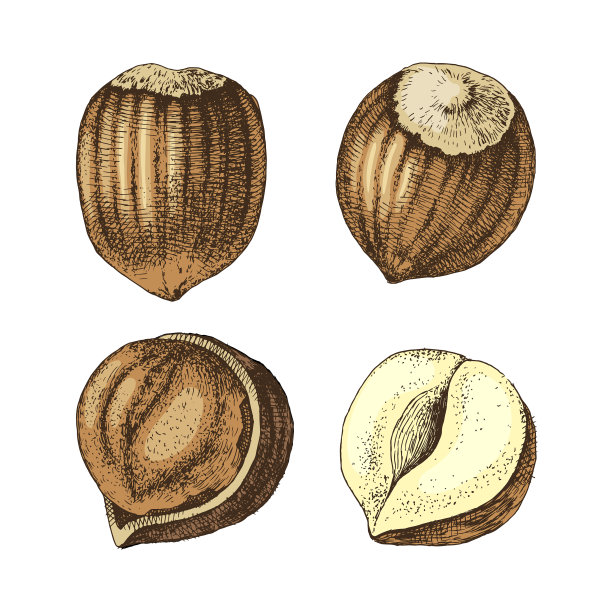 4个手绘榛子图片下载