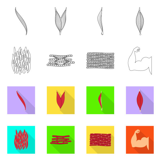 隔离物体纤维和肌肉的图标集图片下载