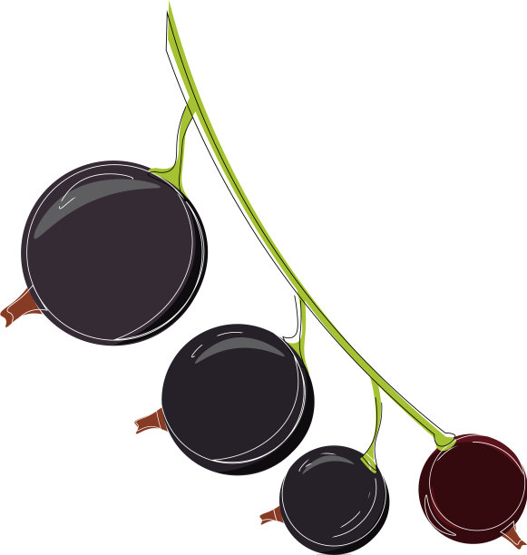 黑醋栗一种黑醋栗或黑颜色图片下载