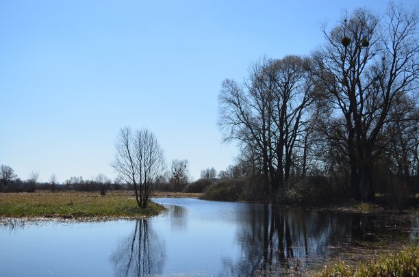 春天的风景。乌克兰。图片下载