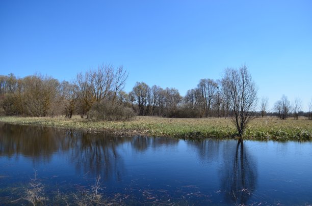 春天的风景。乌克兰。图片下载