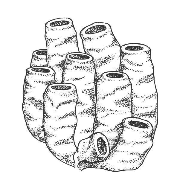 装饰珊瑚礁管珊瑚vintage图片下载