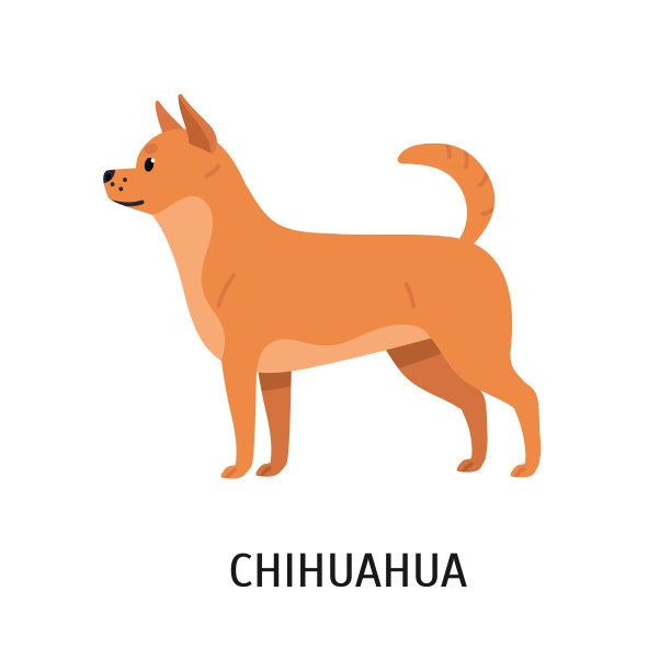 吉娃娃还是可爱的小纯种玩具狗图片下载