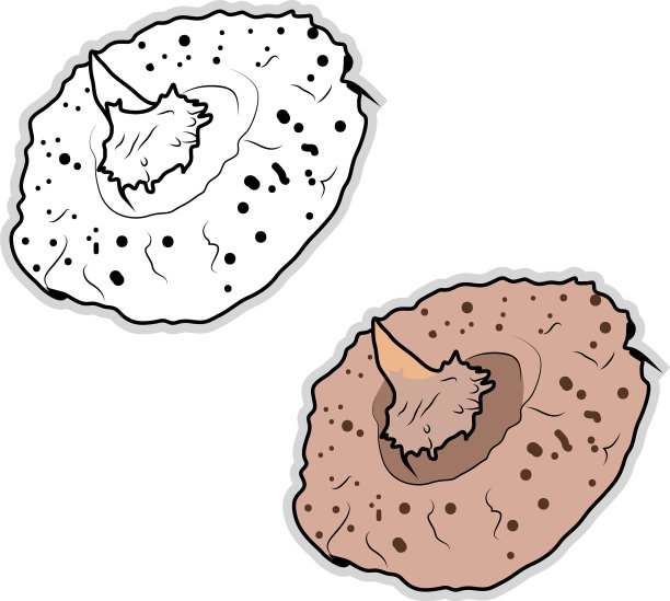 白色背景上的新鲜魔芋图片下载