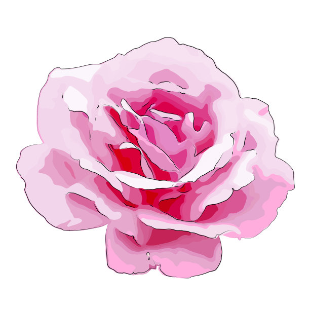 孤立在白色上的粉红色玫瑰图片下载