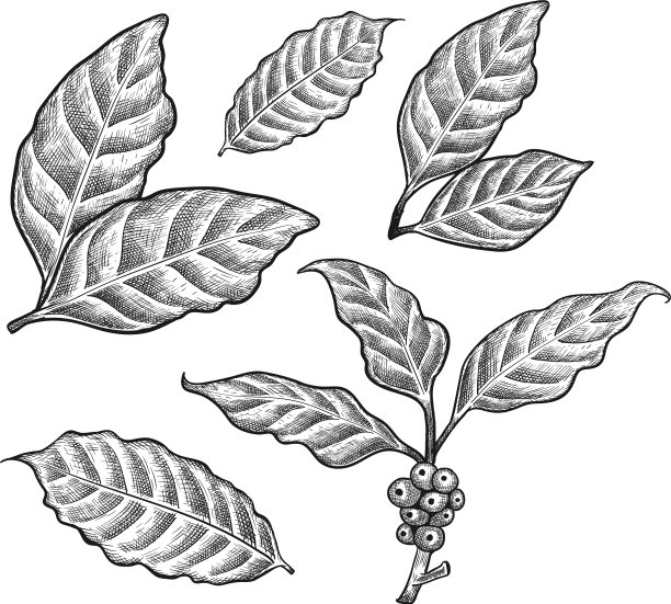 咖啡叶图片下载