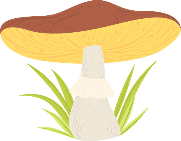 野生森林蘑菇和绿色生长的草图片下载