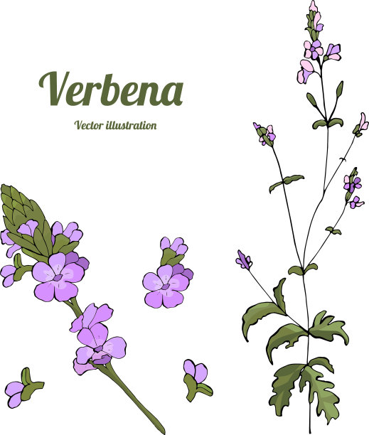 模板马鞭草图片下载