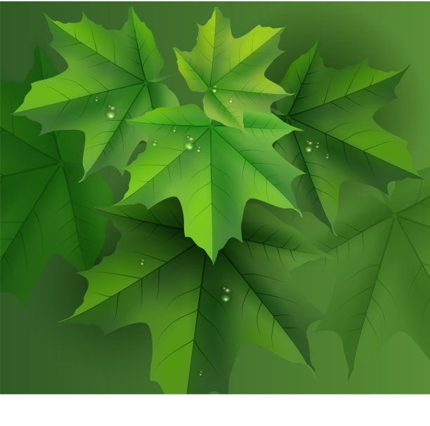 绿色的枫叶背景和露珠图片下载