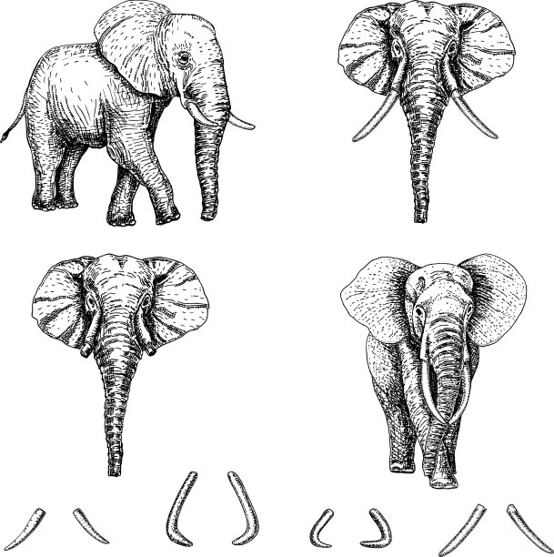大象素描图标集图片下载