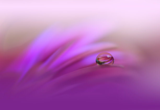 美丽的自然背景。微距拍摄令人惊叹的春花。艺术设计。近距离摄影。概念抽象的照片。幻想的艺术。创意艺术墙纸。紫罗兰的颜色。非洲菊Daisy.Colorful、颜色、植物。水drop.Romantic,爱。图片下载