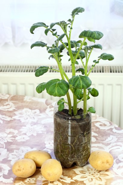幼小的马铃薯生长在透明的瓶子准备种植图片下载