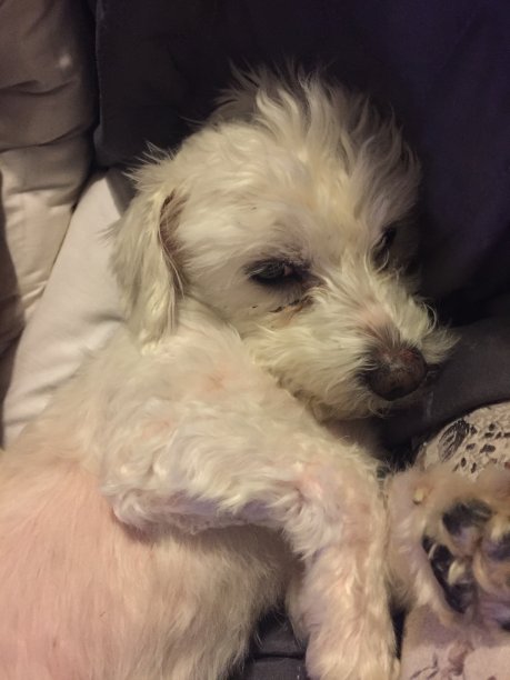 我的小狗图片下载