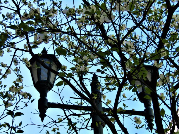 日本。4月。路灯。图片下载