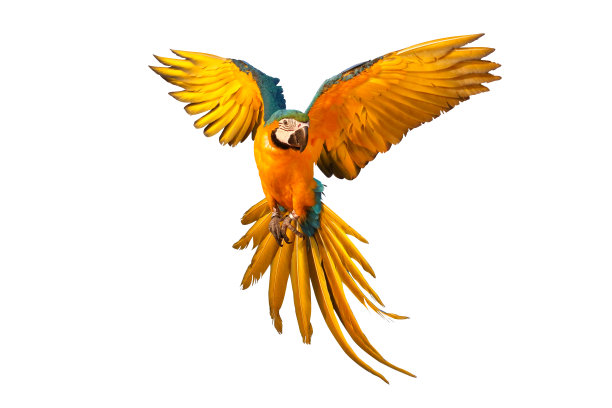 鹦鹉图片下载