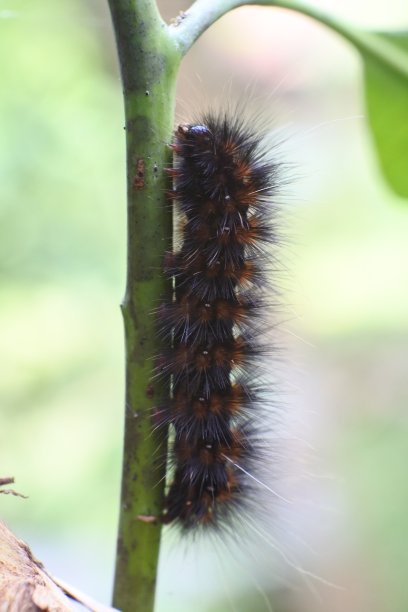 毛虫是鳞翅目的幼虫。毛虫以植物为食，虽然有些品种是食虫的。农业害虫毛虫图片下载
