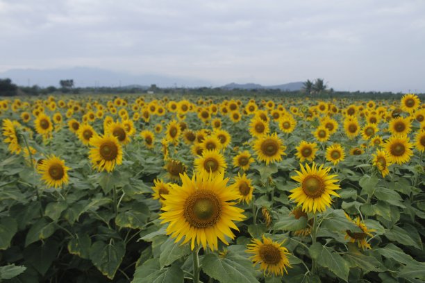 向日葵图片下载