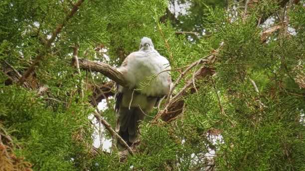 还是鸟图片下载