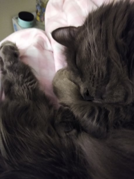 Nebelung猫图片下载