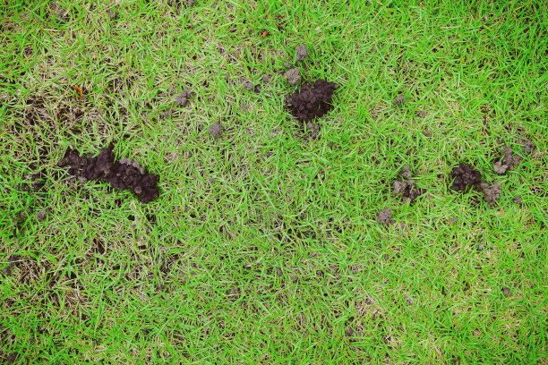 草地上有很多蚯蚓的粪便，说明这里的土壤很肥沃。绿色草坪上的蚯蚓粪便。图片下载