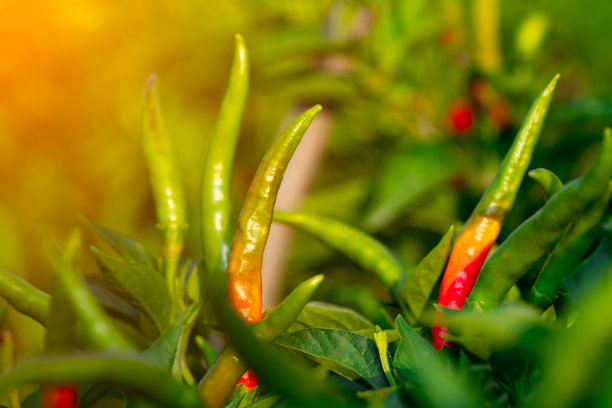 在花园里的树上有辣椒果实图片下载