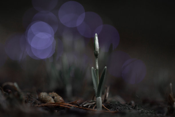 雪花莲的花蕾，在深色的背景上，点缀着紫色的白花图片下载
