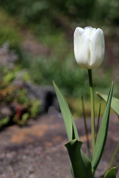 白色郁金香在模糊的背景。春天的花。图片下载
